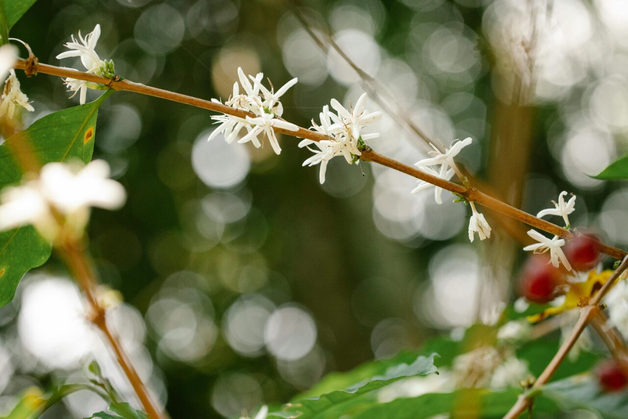 the coffee plant with beans and blossoms