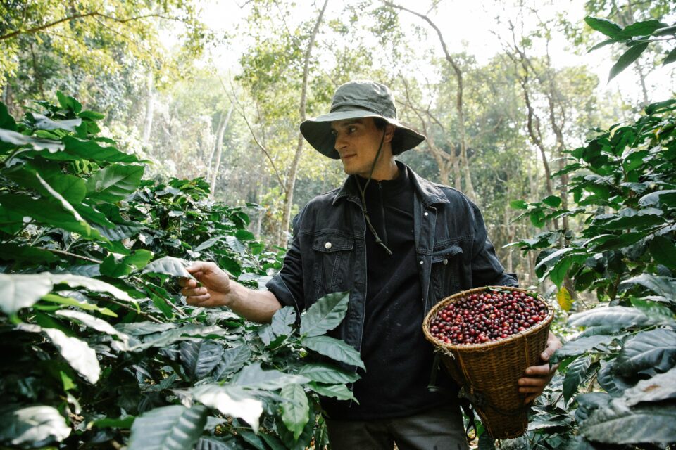 learning how coffee is made all the way from plant to brew