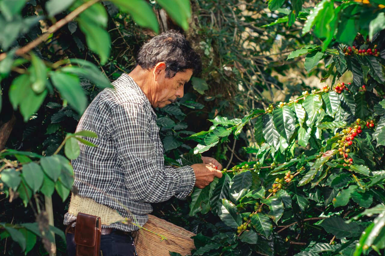 Coffee farmer facing coffee industry challenges